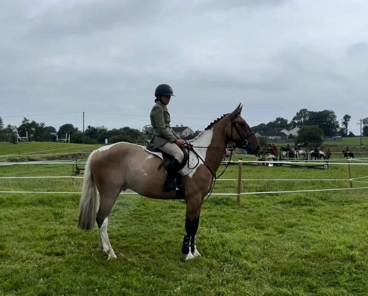 Horse - Image 3
