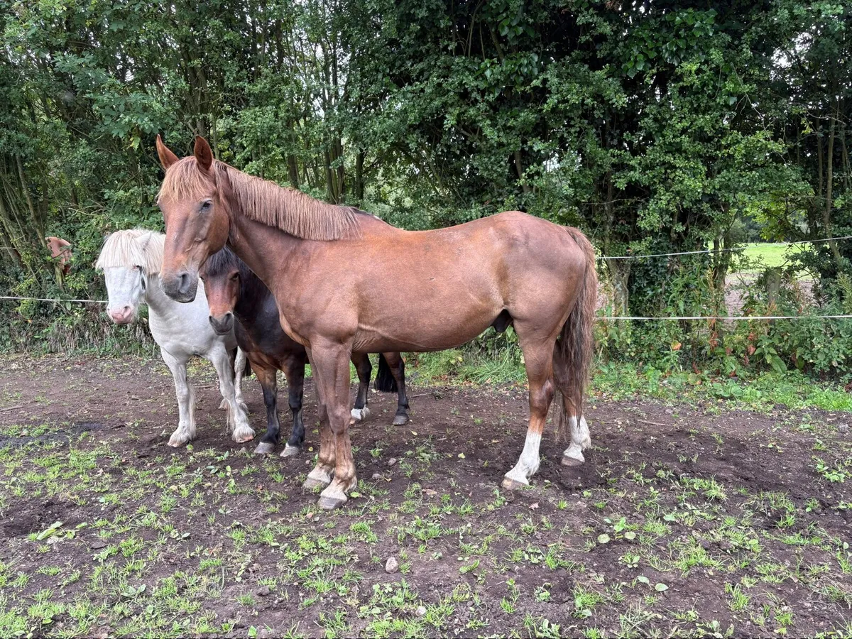 Horse - Image 2