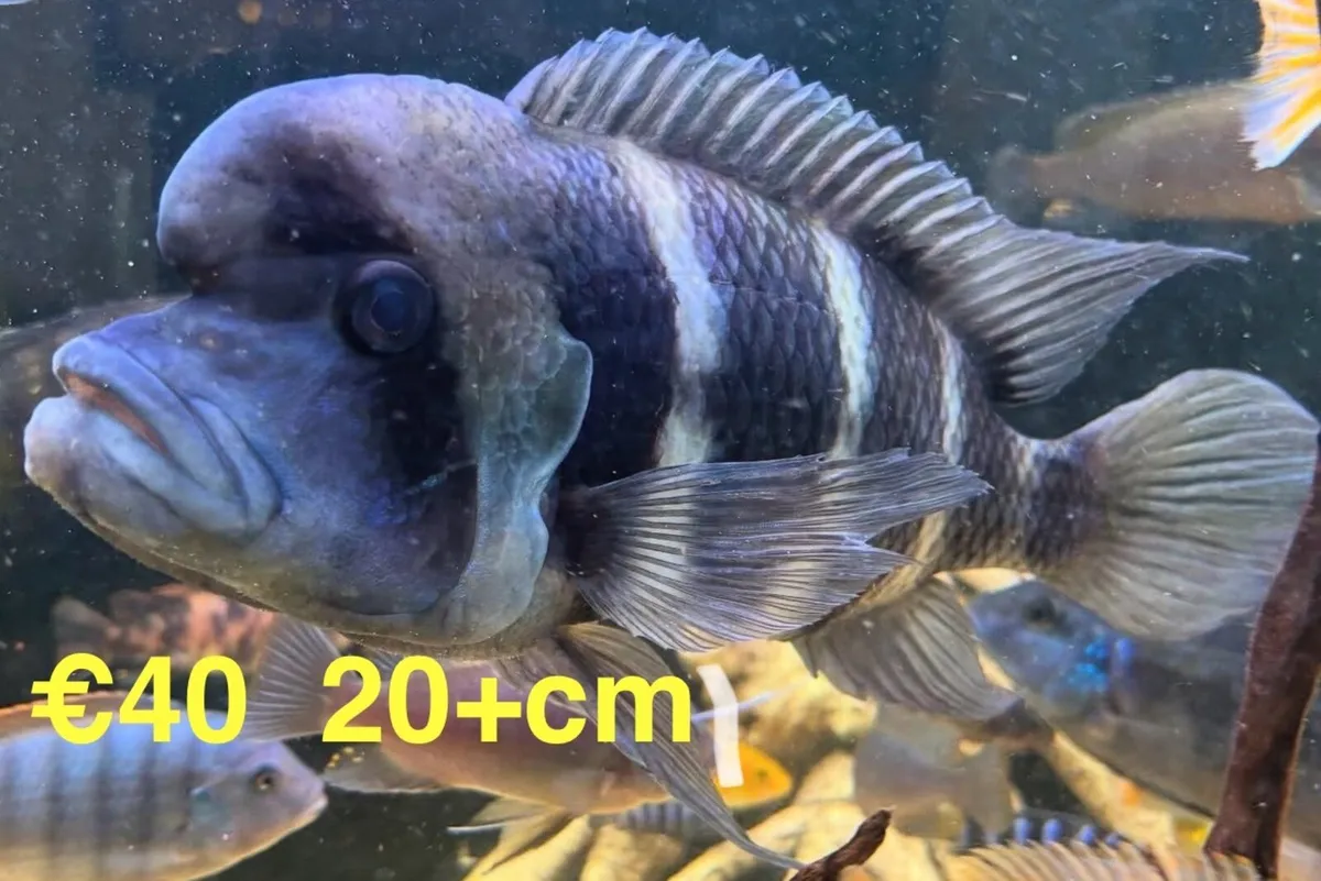 Cichlids