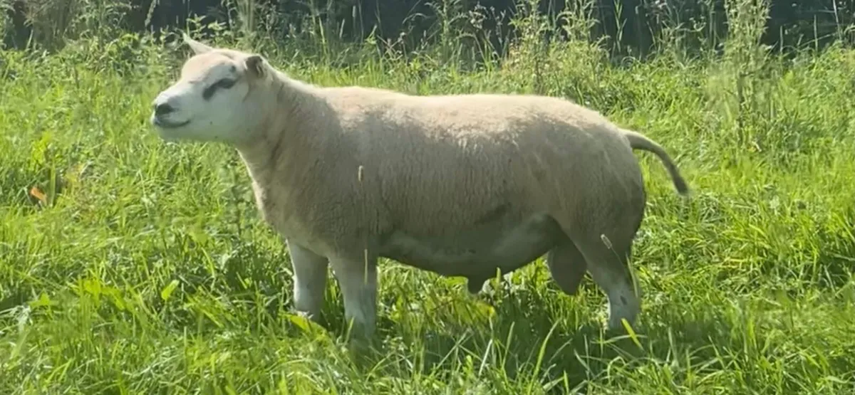 Pb beltex ram - Image 2