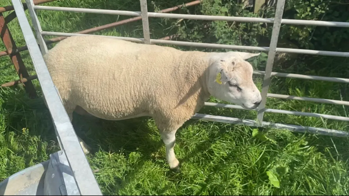 Pb beltex ram - Image 3