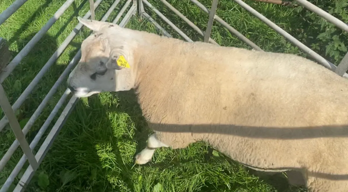 Pb beltex ram - Image 4