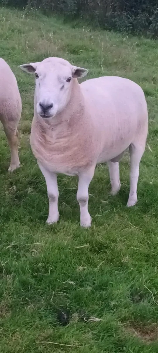 Lleyn Ram - Image 1