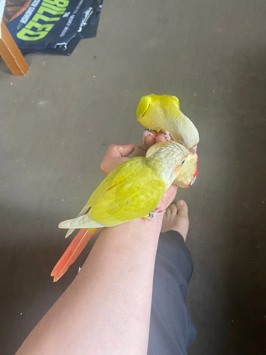 Bird - Image 3