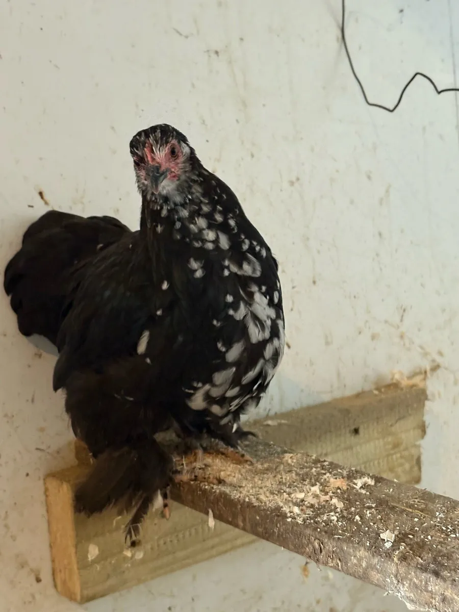 Pekin’s/Rhode island reds - Image 1