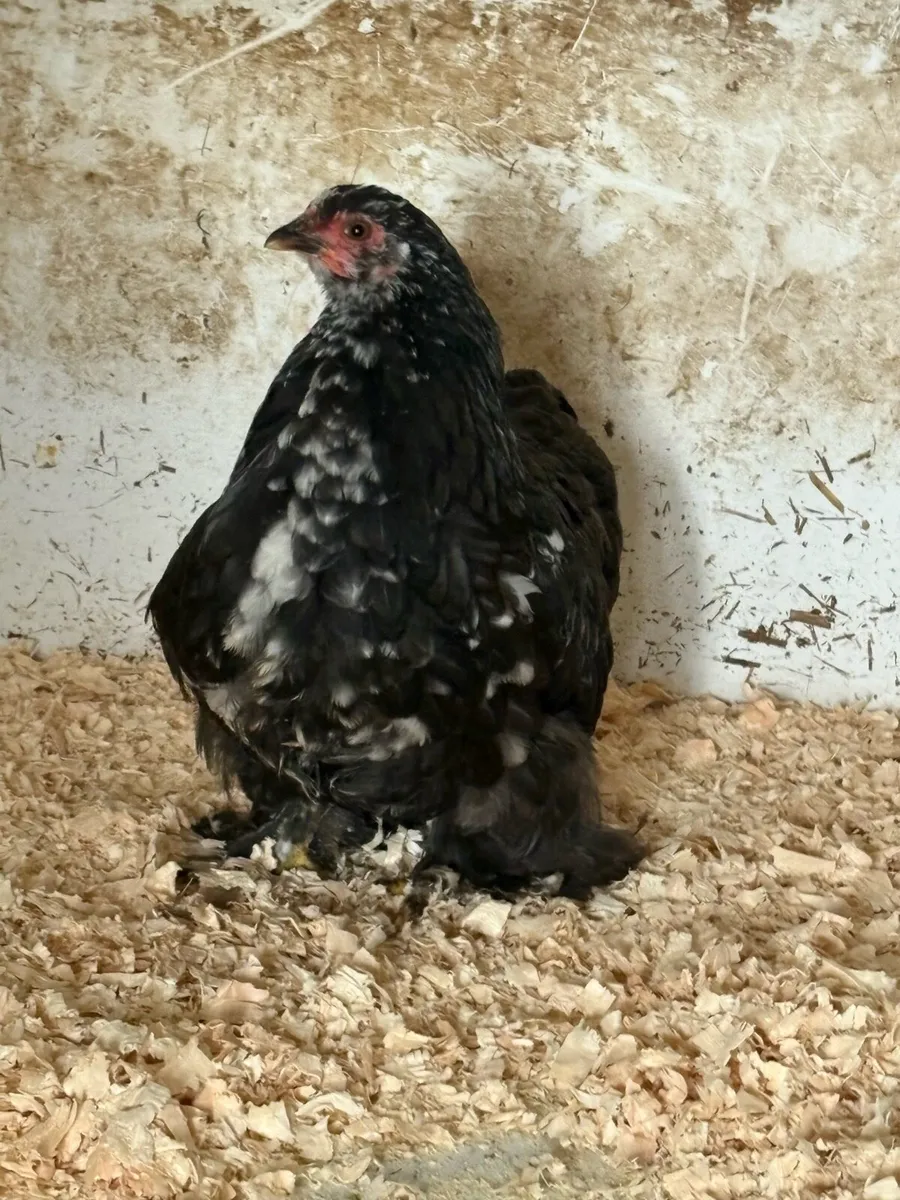 Pekin’s - Image 1