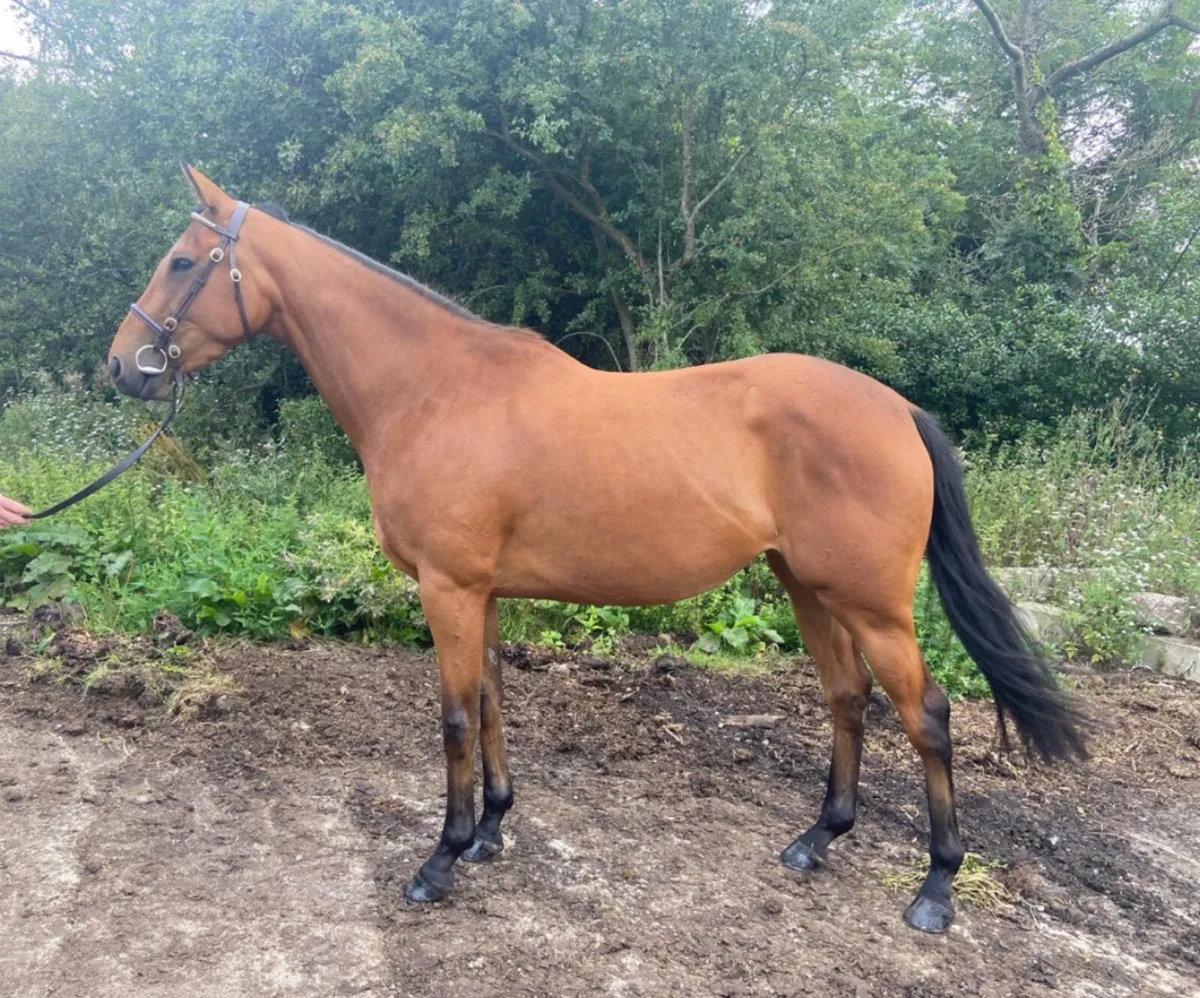 Top Quality 3yr old - Image 2
