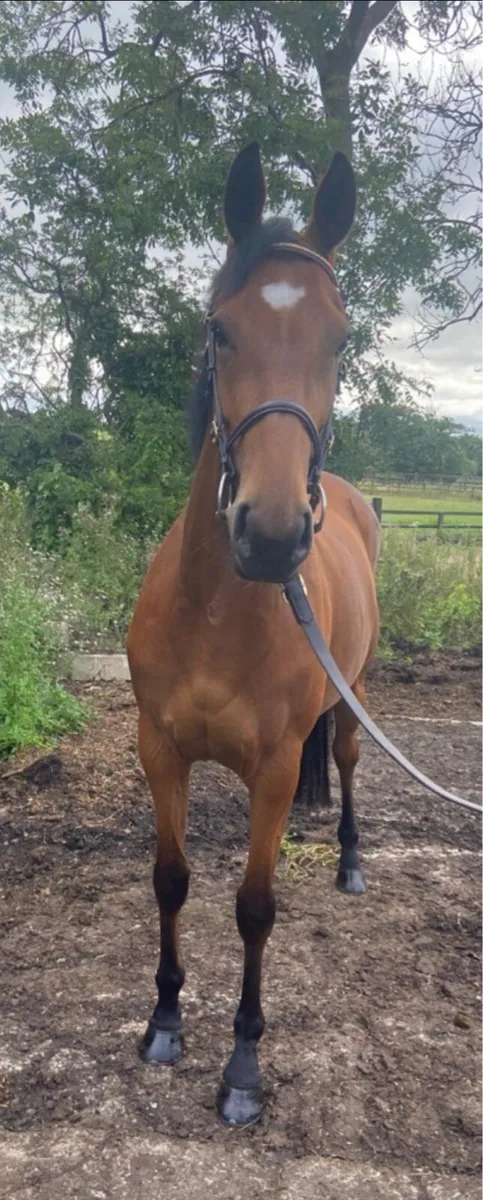 Top Quality 3yr old - Image 3