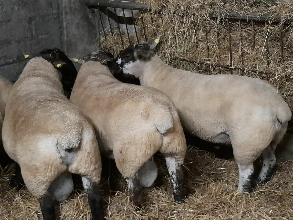 Suftex Hogget and Ram Lambs - Image 1