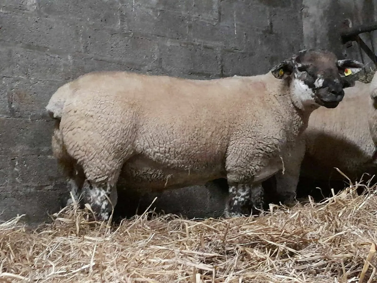 Suftex Hogget and Ram Lambs - Image 2