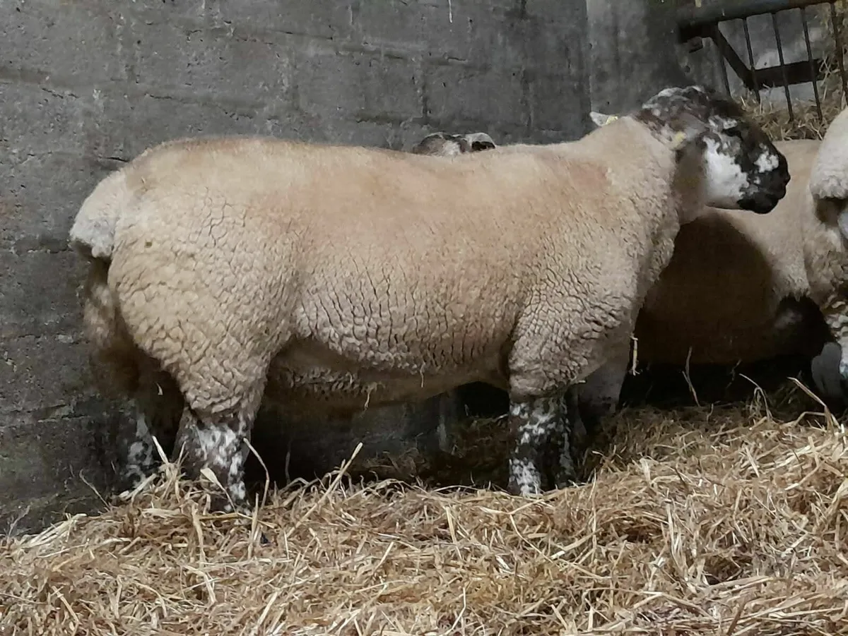 Suftex Hogget and Ram Lambs - Image 3