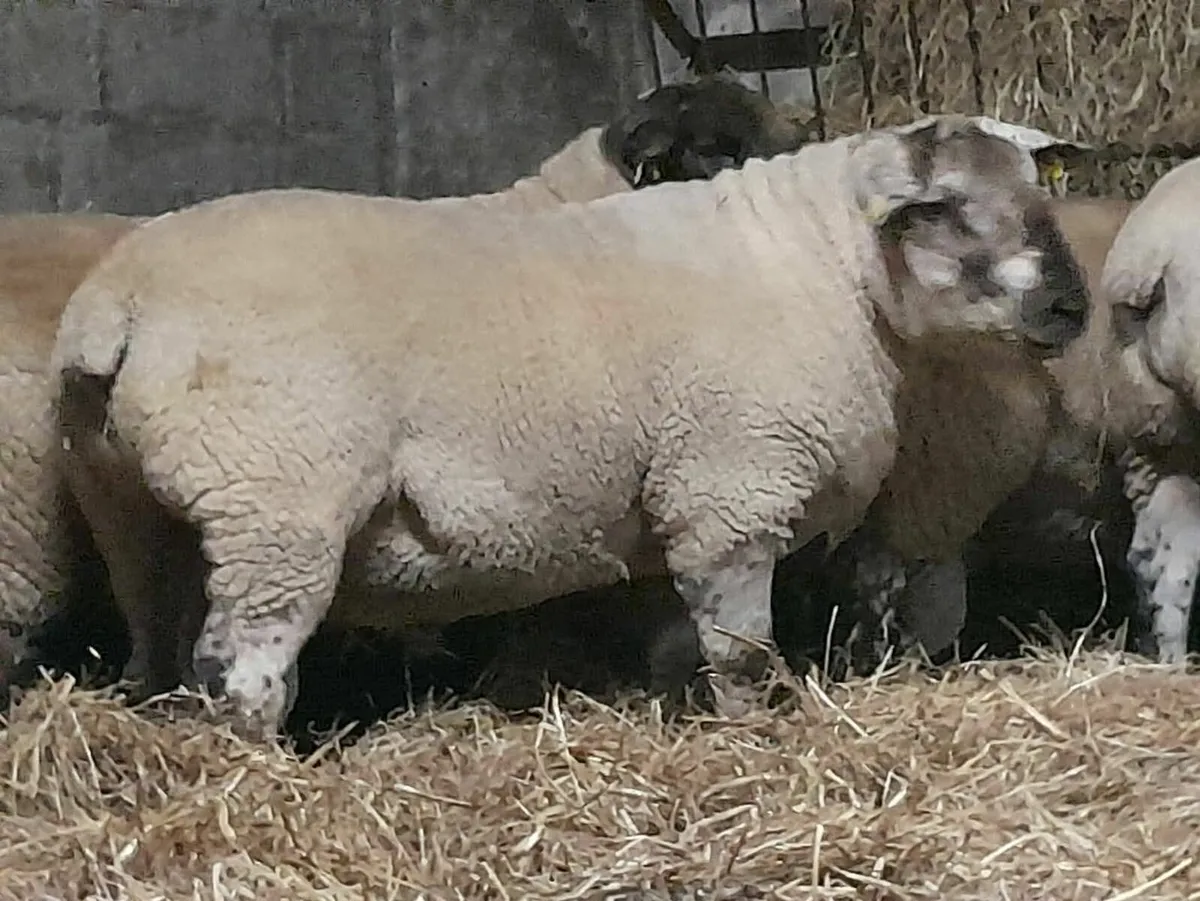 Suftex Hogget and Ram Lambs - Image 4