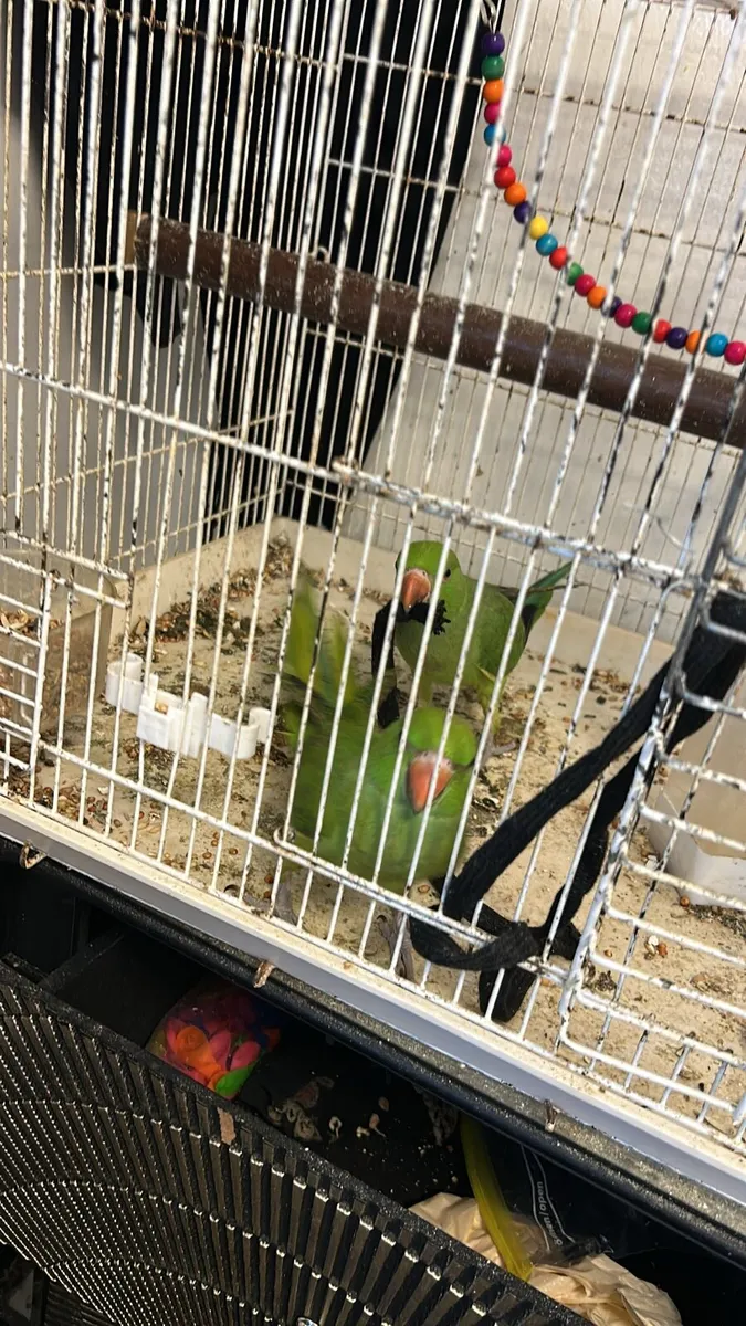 Parrot - Image 1