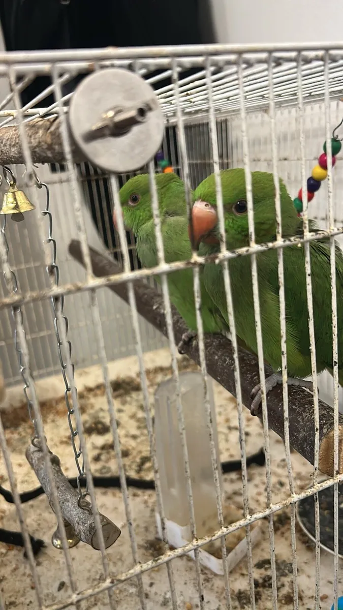 Parrot - Image 2