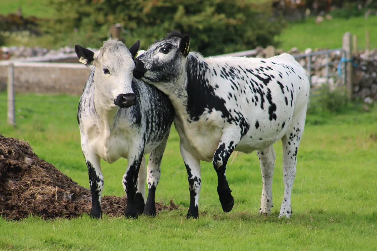 2 Speckled park heifers wanted - Image 1