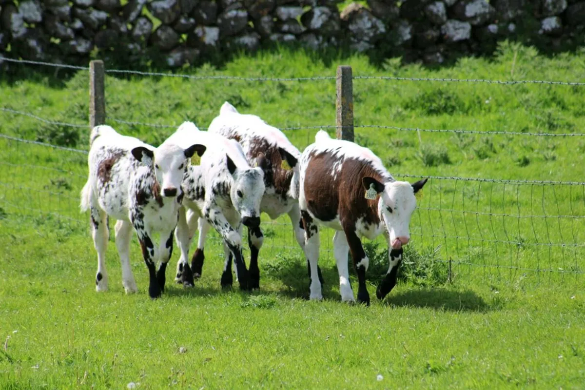 2 Speckled park heifers wanted - Image 2