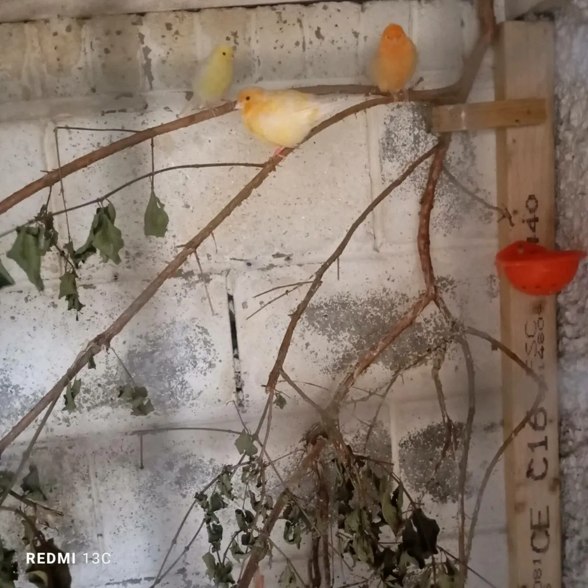 Canaries - Image 1