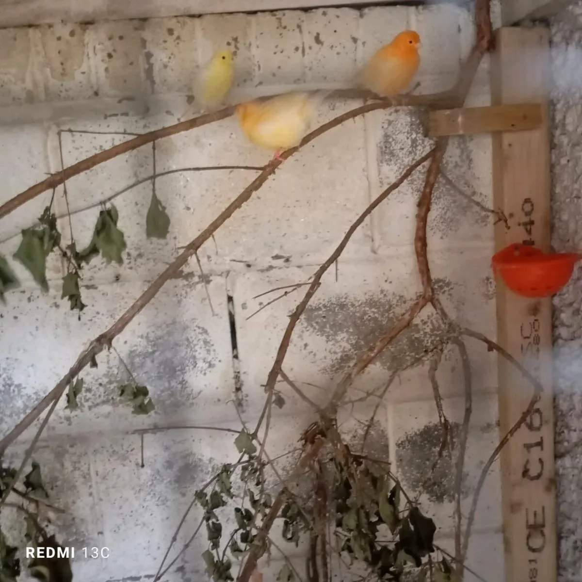 Canaries - Image 2