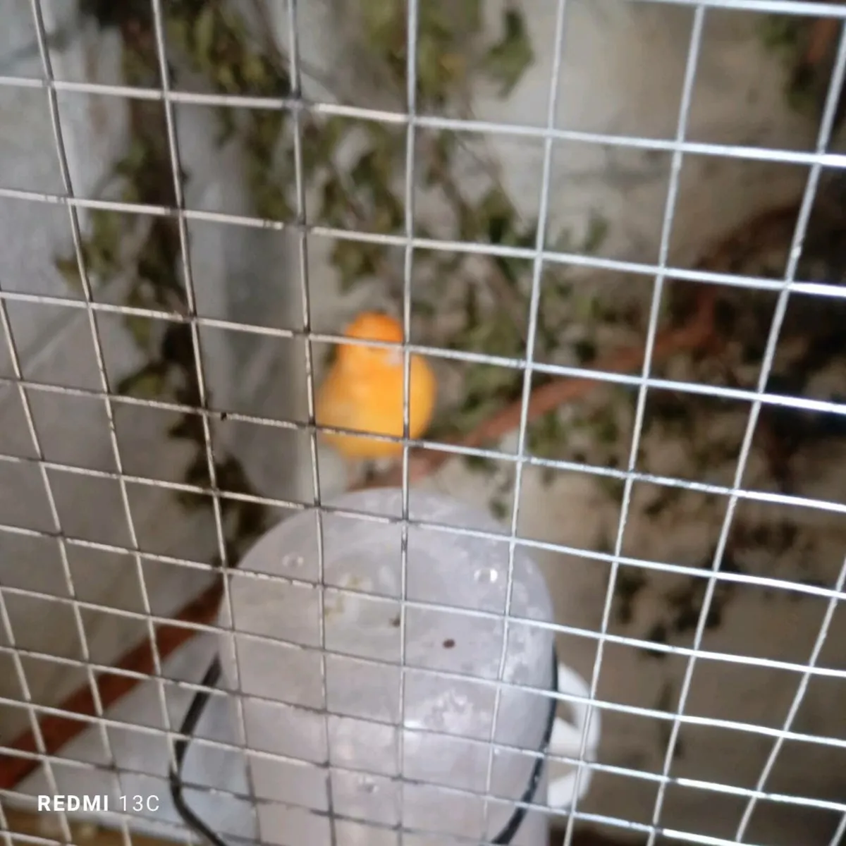 Canaries - Image 3