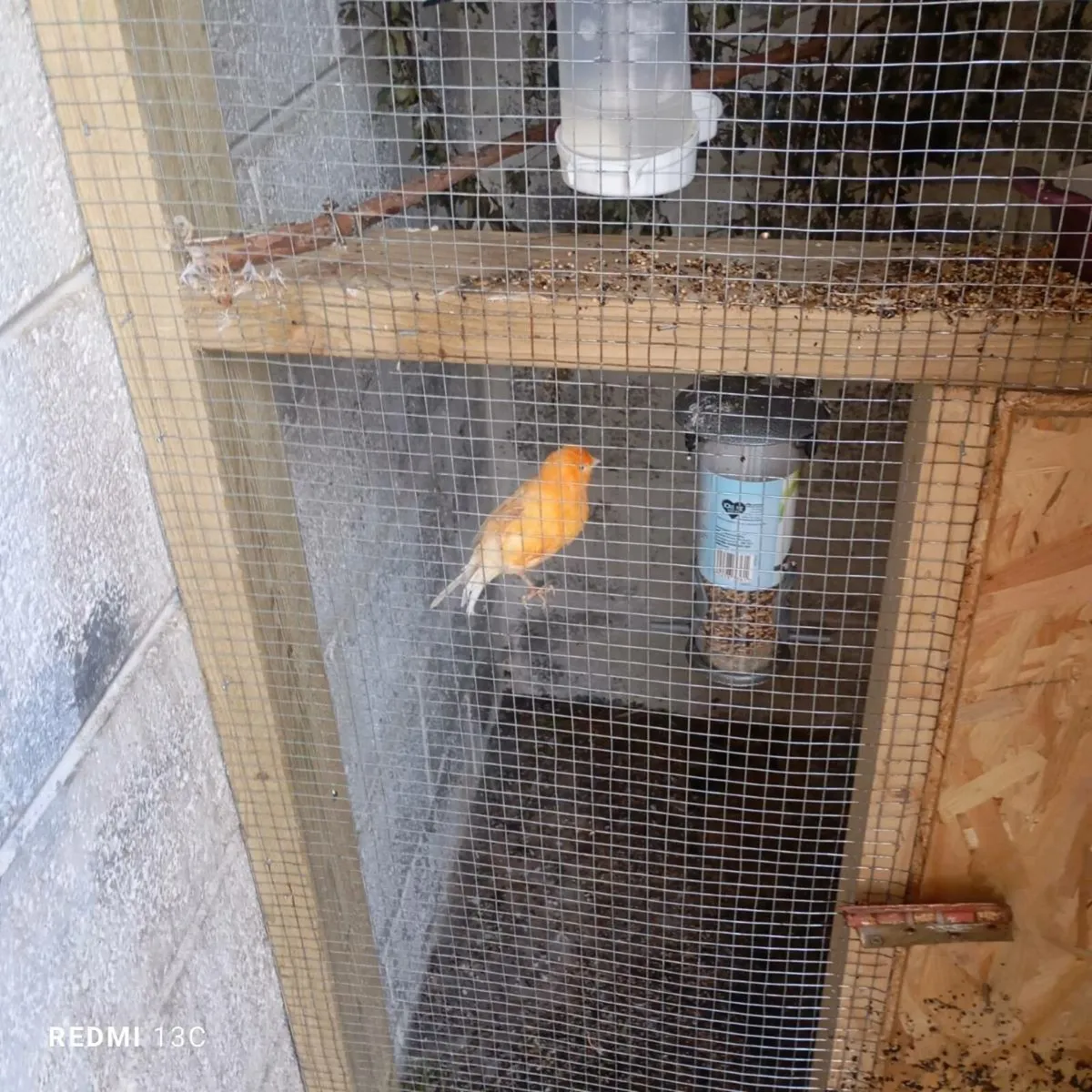 Canaries - Image 4