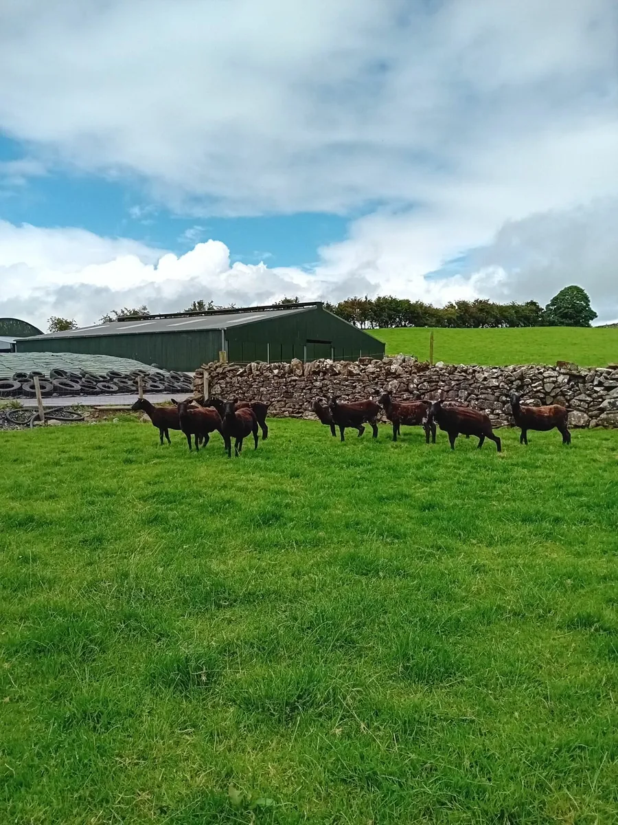 Sheep - Image 2