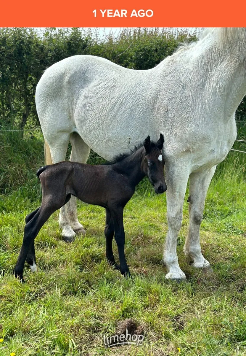 Traditional Class A Irish Draught Gelding - Image 4