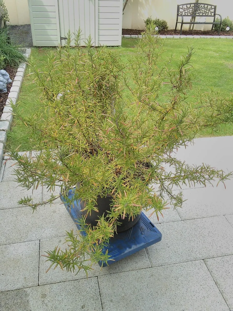 Large potted rosemary plant