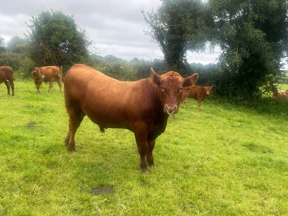 Red angus bull - Image 1