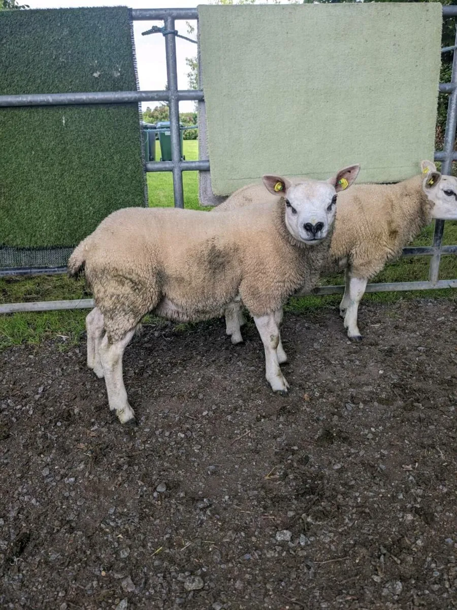 7 Texel ewes PBR. - Image 2