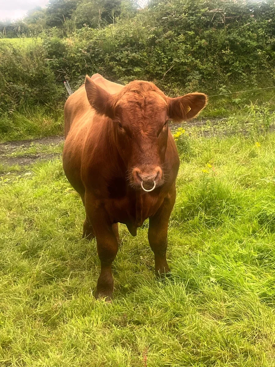 Red angus bull - Image 2