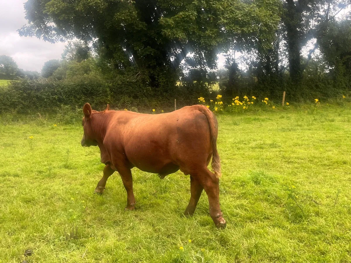 Red angus bull - Image 3