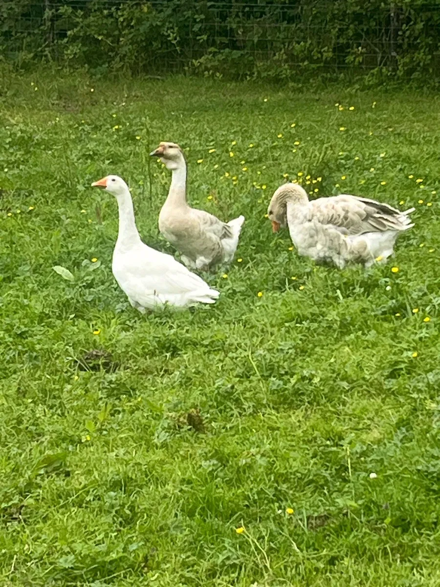 African Geese / Heritage Turkeys / Heritage Hens - Image 1
