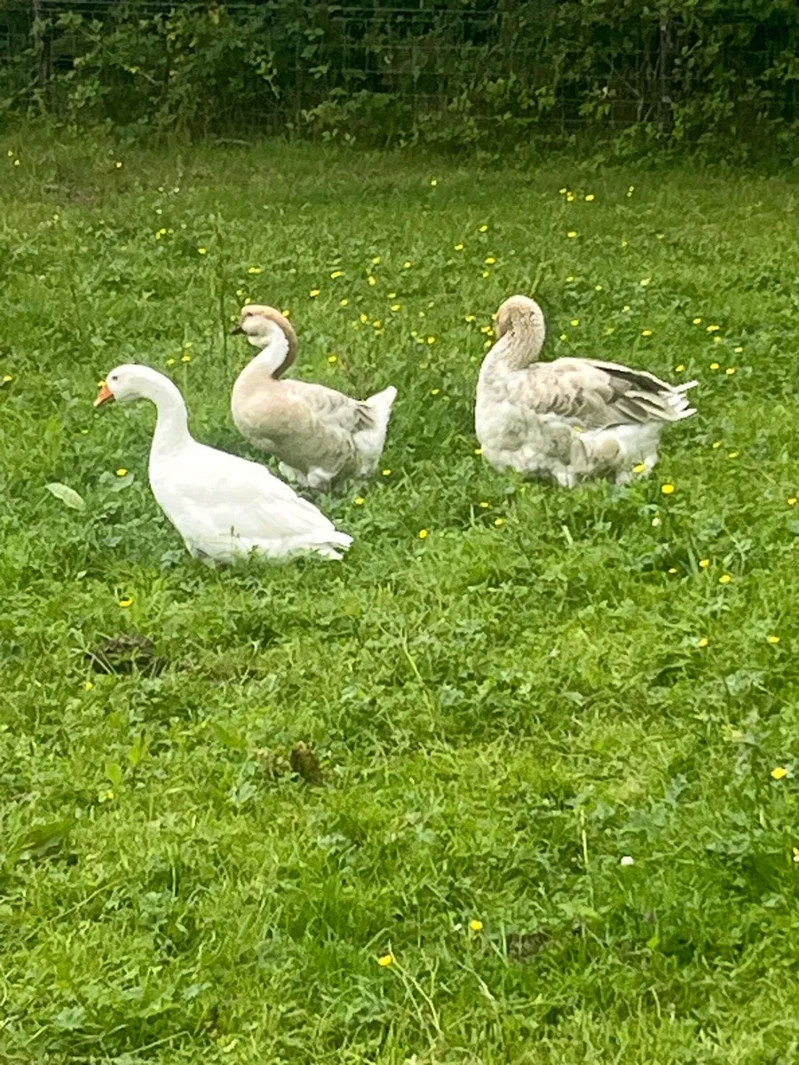 African Geese / Heritage Turkeys / Heritage Hens - Image 2