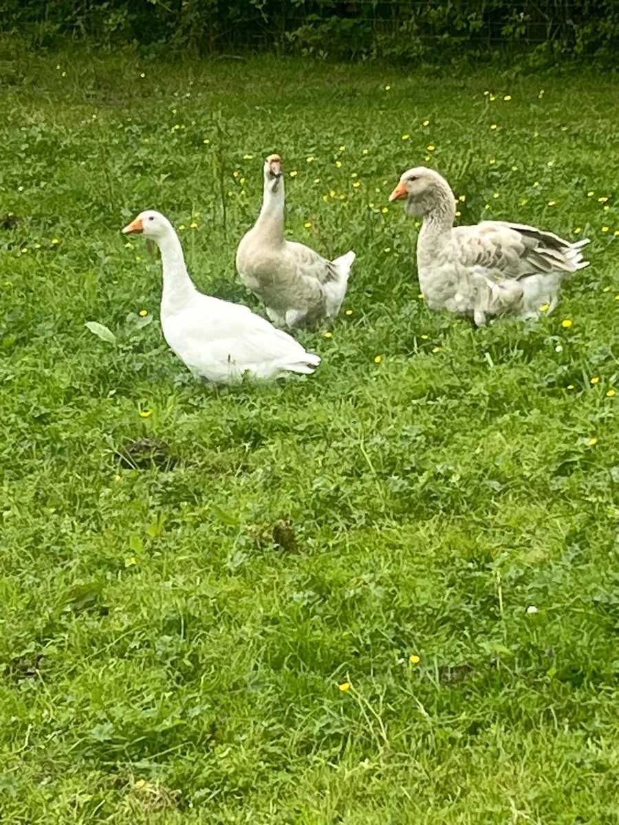 African Geese / Heritage Turkeys / Heritage Hens - Image 3