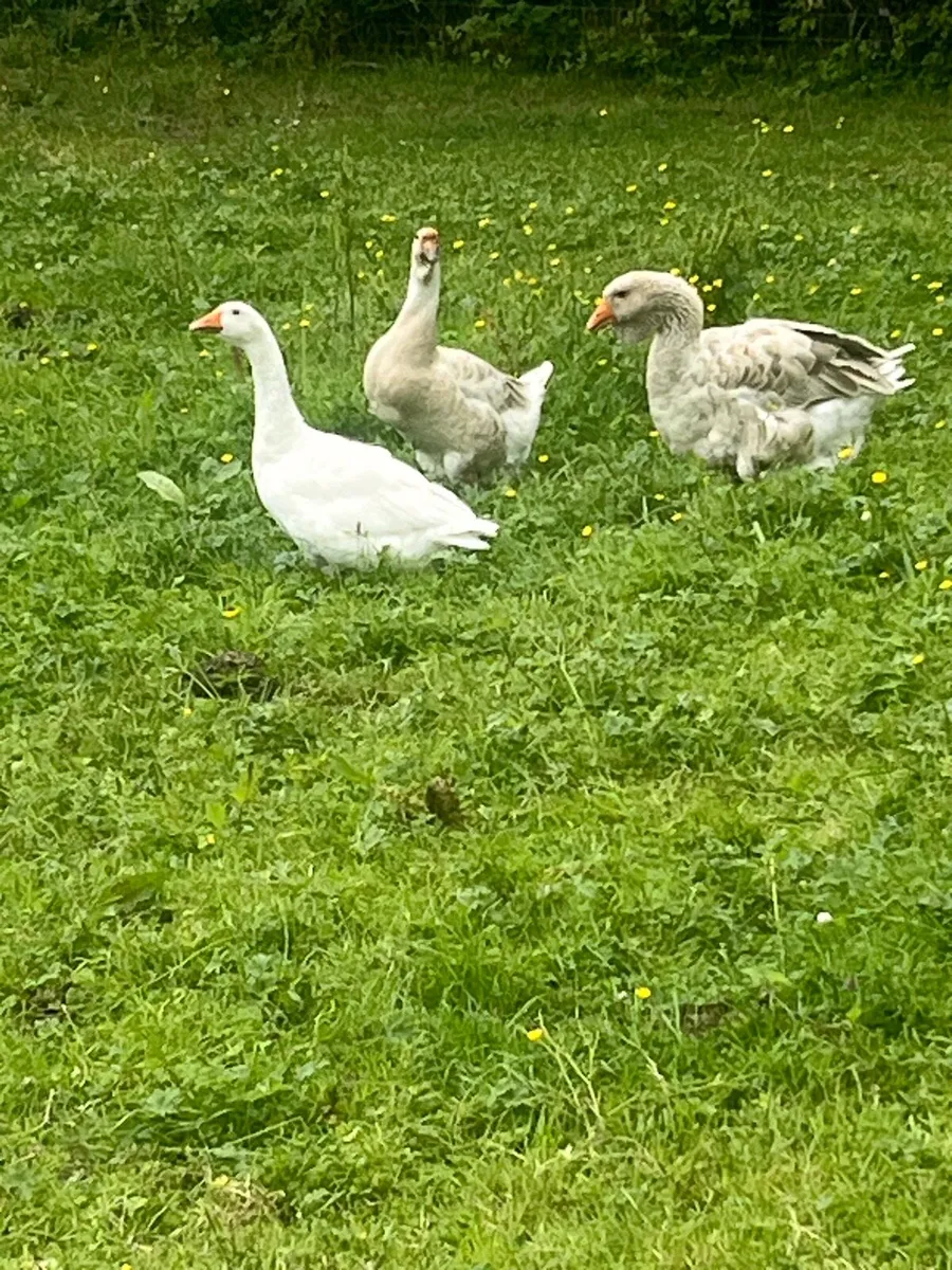 African Geese / Heritage Turkeys / Heritage Hens - Image 4