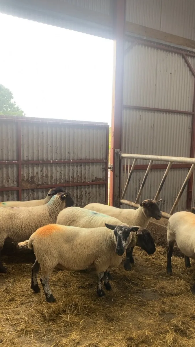 8 December lambing ewes 🎄 - Image 2