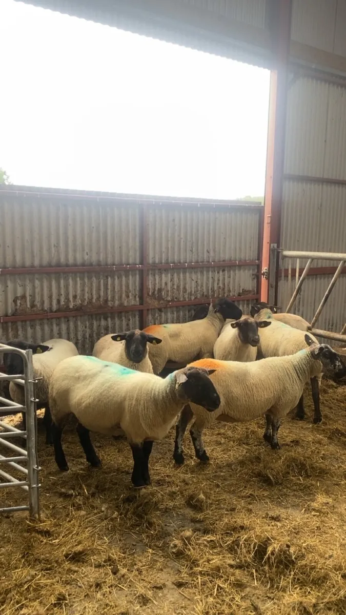 8 December lambing ewes 🎄 - Image 4