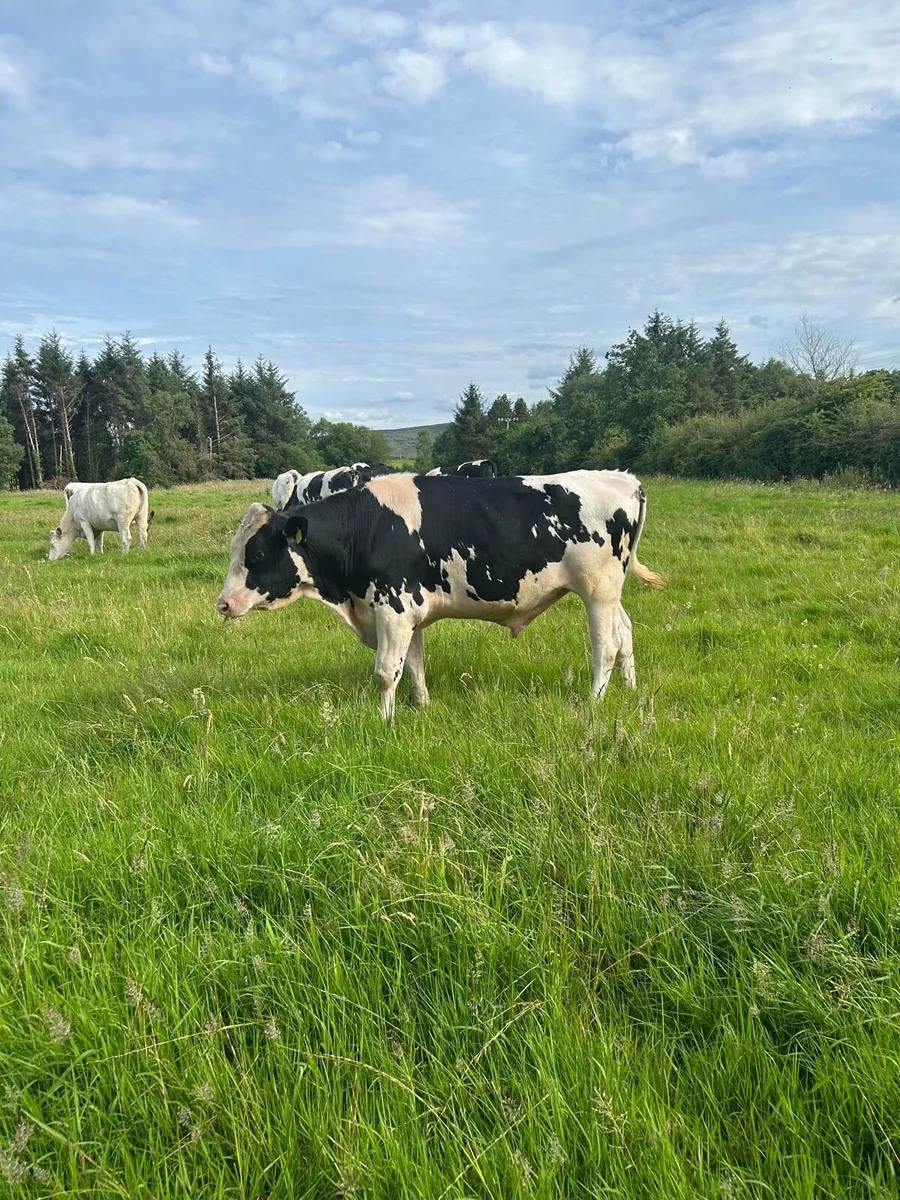 Friesian bull - Image 1