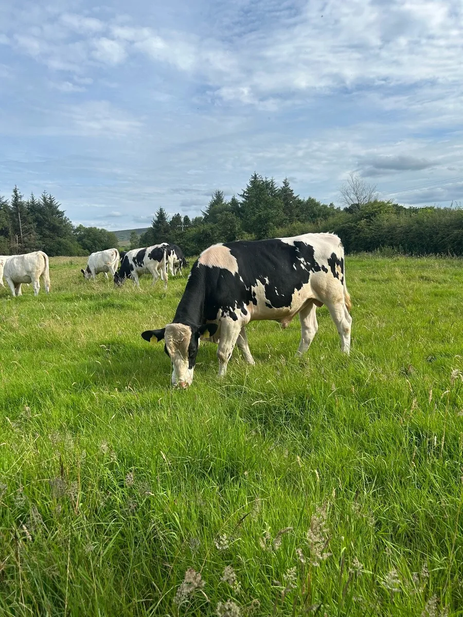 Friesian bull - Image 3