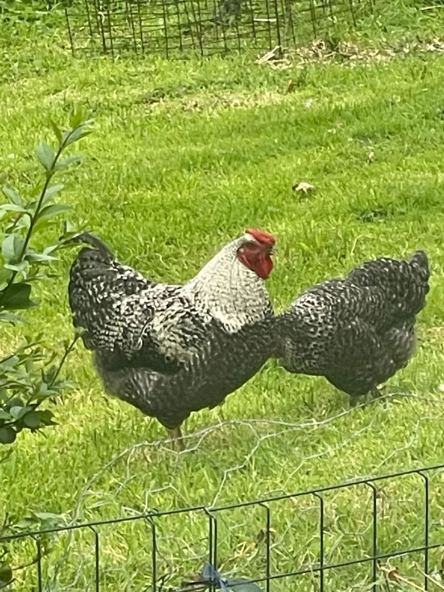 4 Free Range Roosters - Image 1