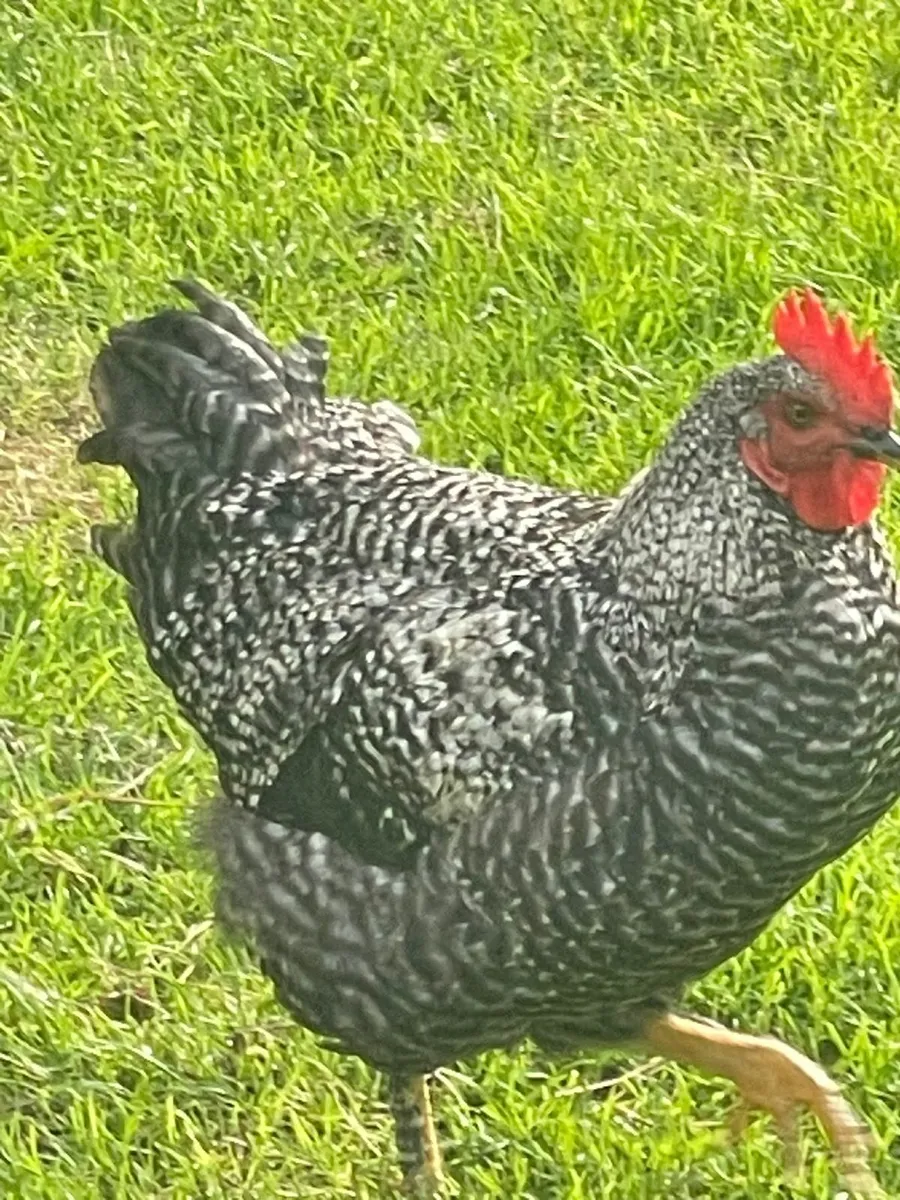 4 Free Range Roosters - Image 2