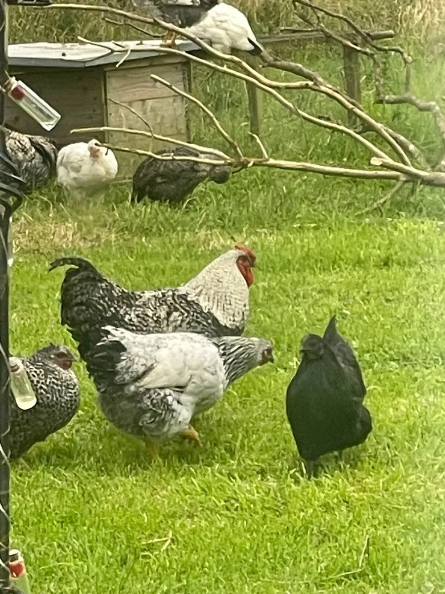 4 Free Range Roosters - Image 3