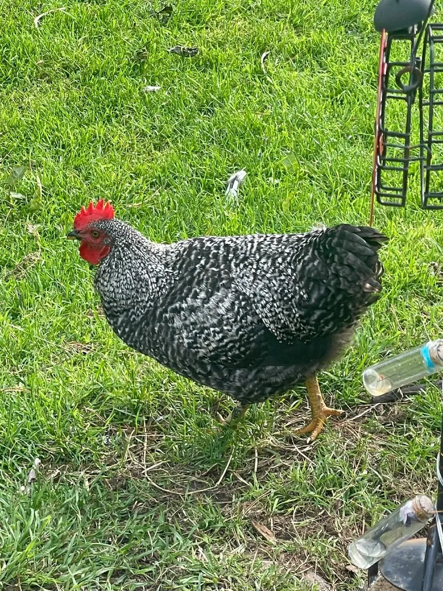 4 Free Range Roosters - Image 4