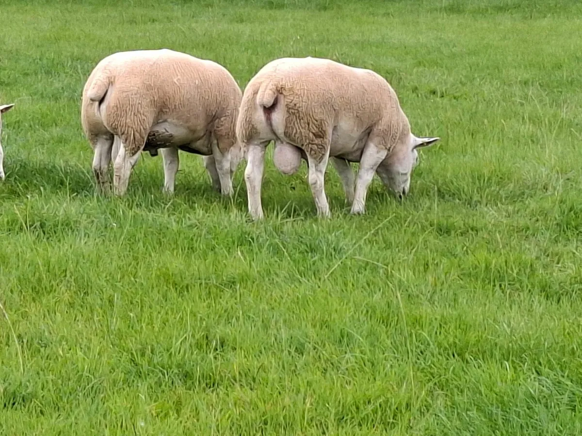 Pedigree Texel Rams - Image 2