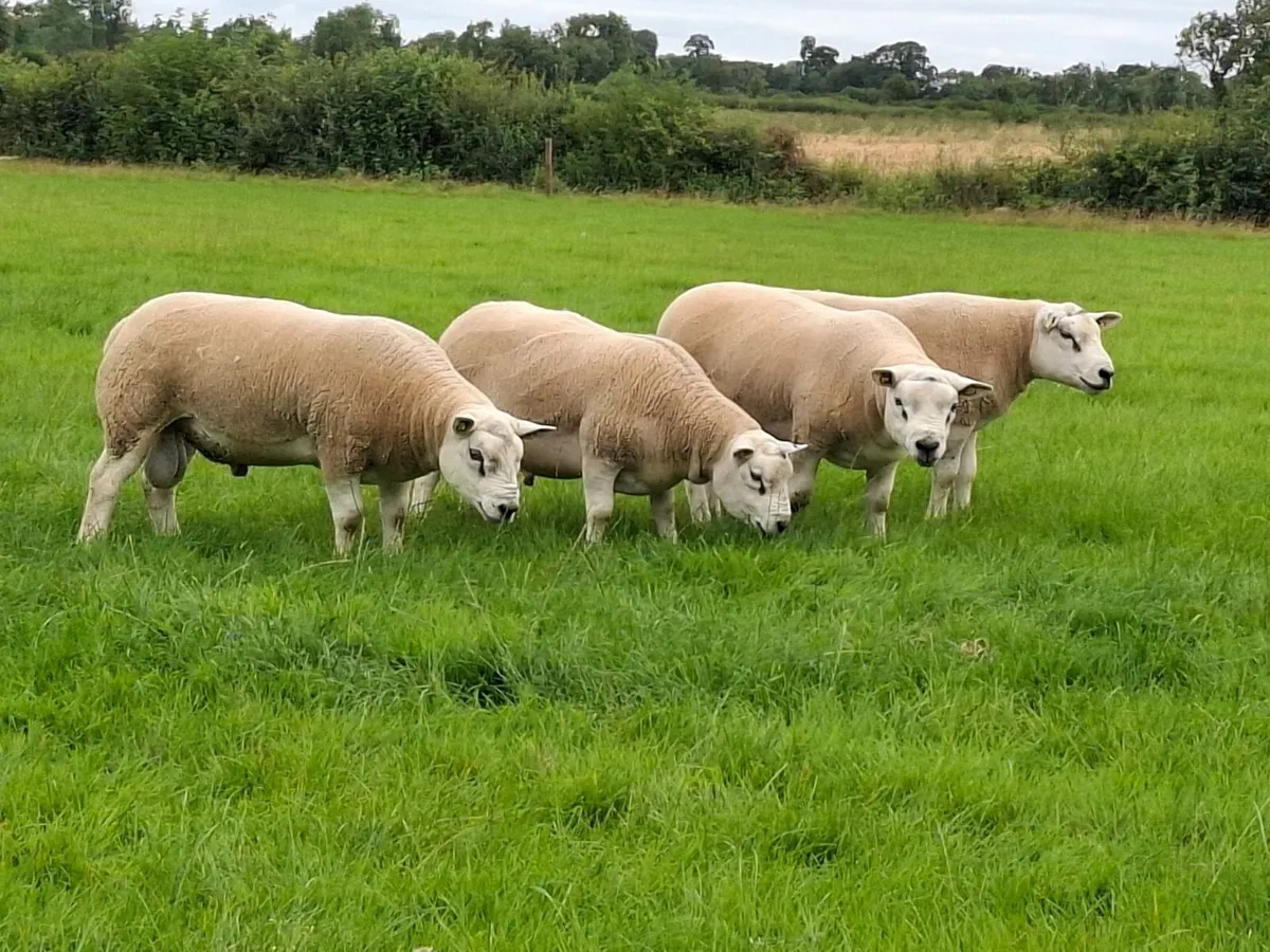 Pedigree Texel Rams - Image 3