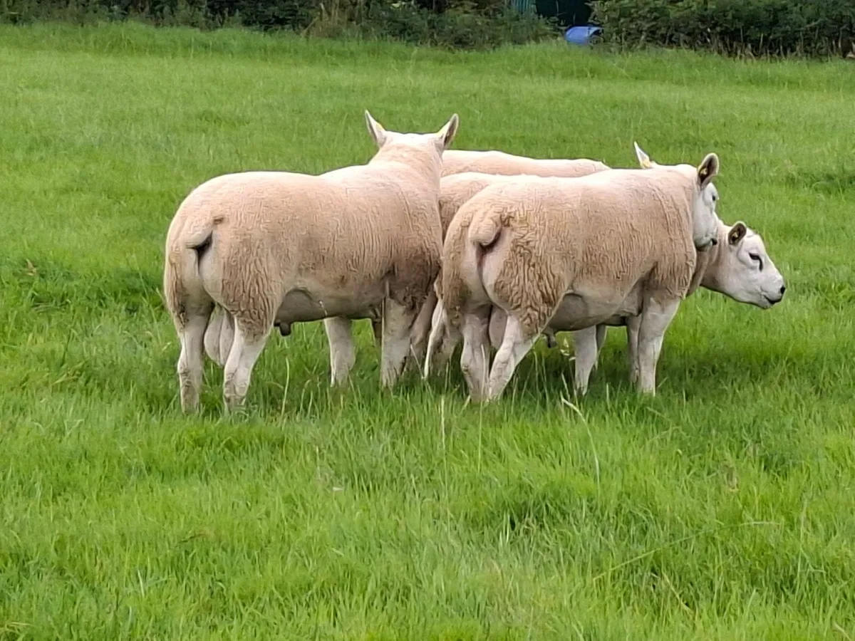 Pedigree Texel Rams - Image 1