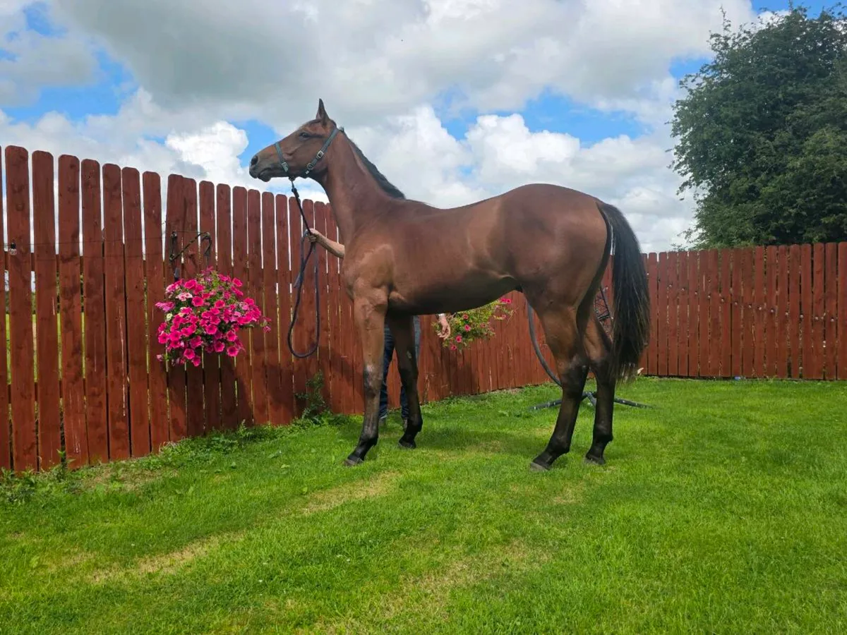 🌟🌟Another Pleasure Yearling Gelding For Sale 🌟 - Image 1