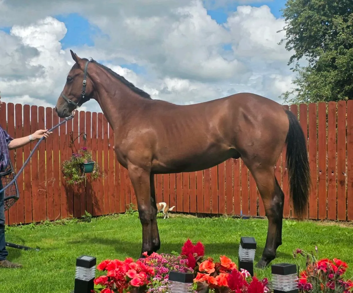 🌟🌟Another Pleasure Yearling Gelding For Sale 🌟 - Image 2