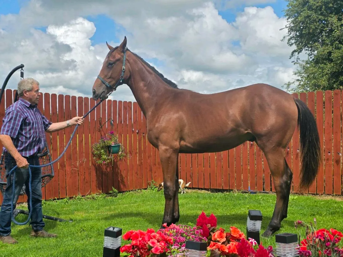 🌟🌟Another Pleasure Yearling Gelding For Sale 🌟 - Image 3