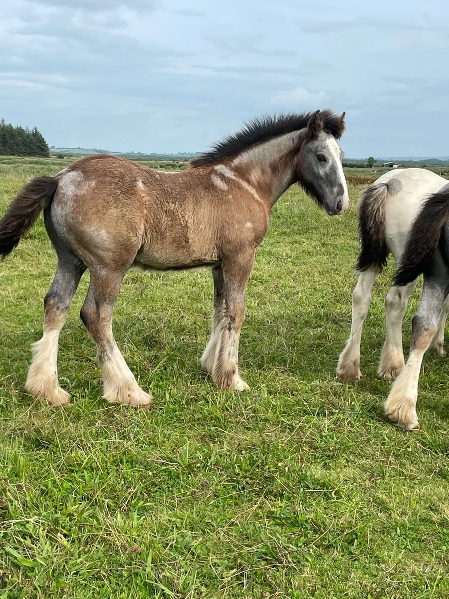 Colt foal - Image 1